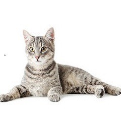 Для кошек